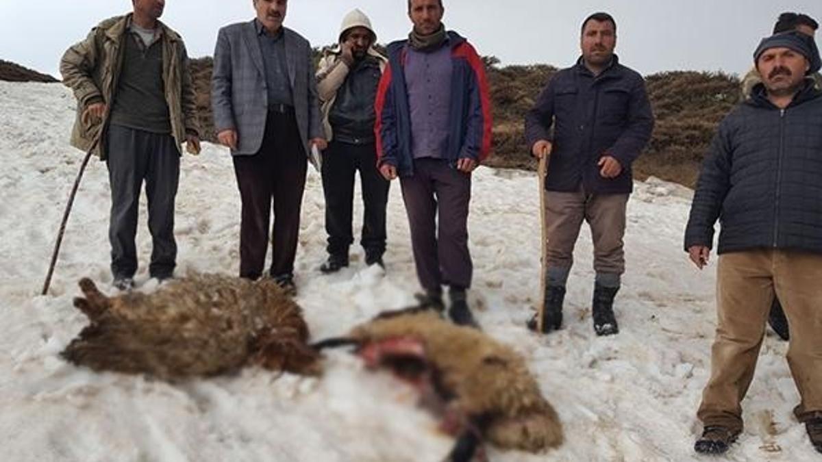 Muş'ta kurtlar koyun sürüsüne saldırdı