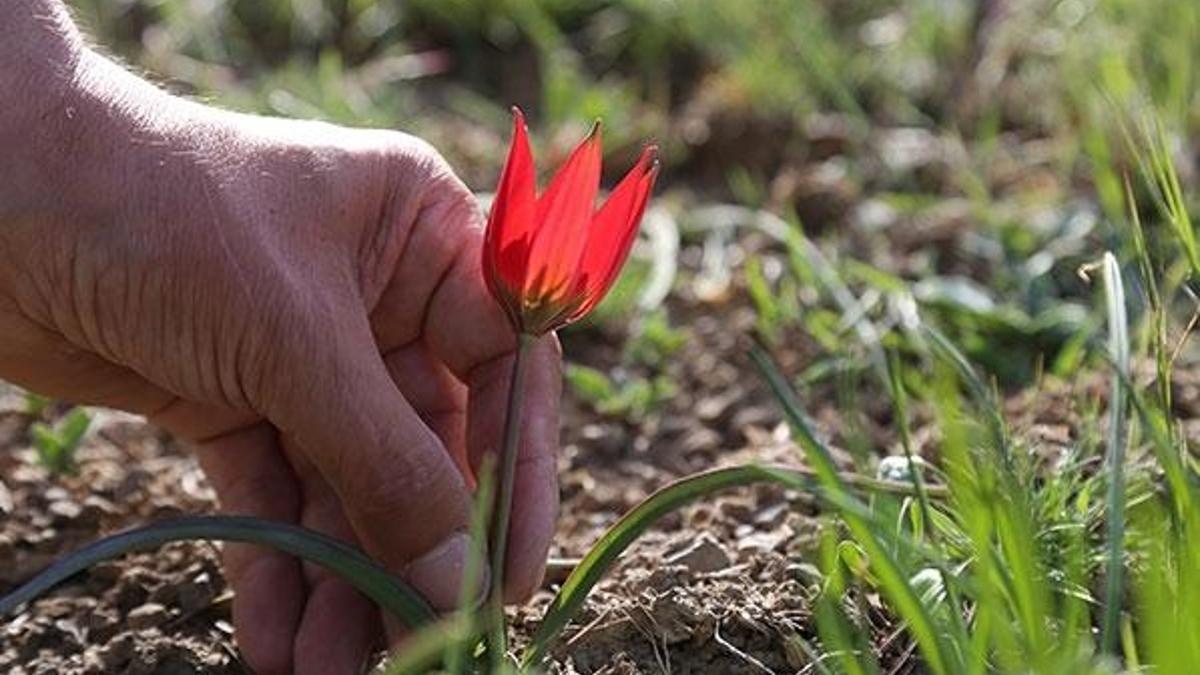 Manisa lalesini koparana 42 bin 479 lira ceza