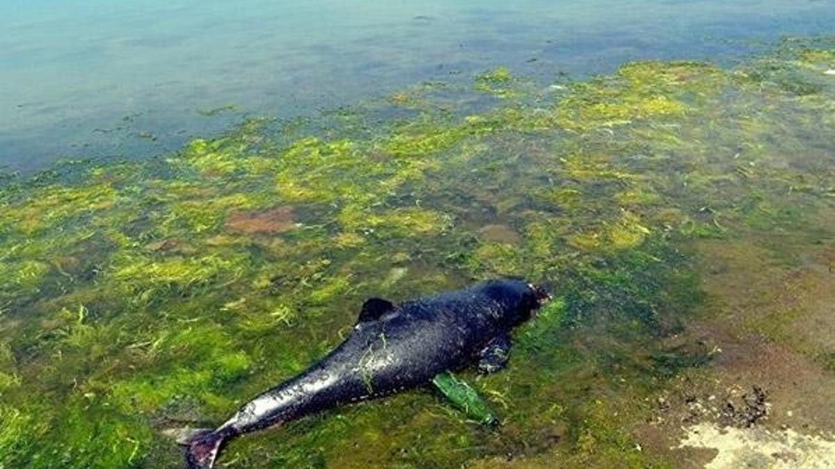 Zonguldak'ta şok!.. 3 yunus ölüsü daha bulundu