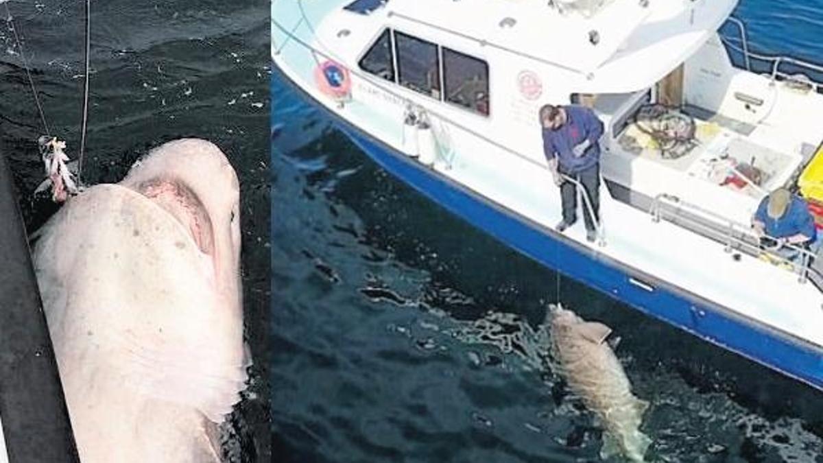 Avrupa’nın en büyük Jaws’ı