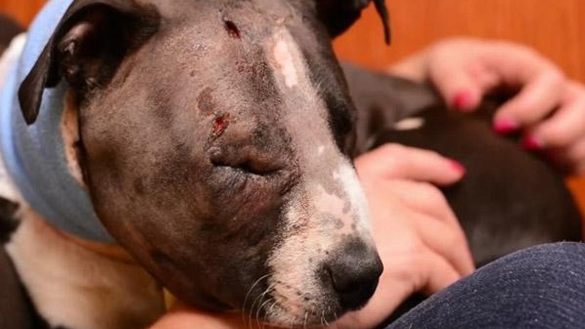 Hayvanseverler ayakta! Boksör değil, köpek!