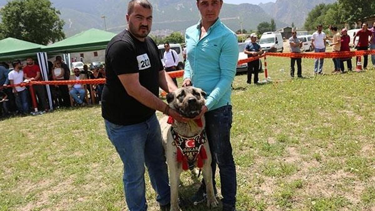 Çoban köpekleri ırkları güzellik yarışması