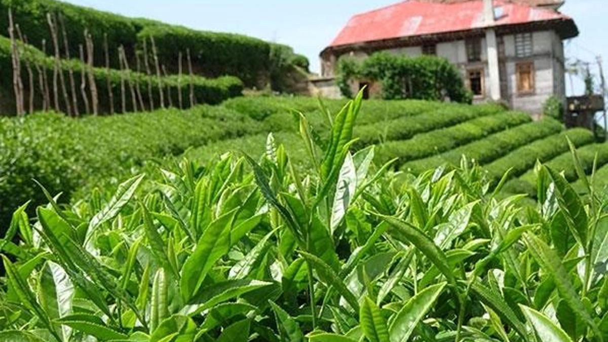 Kilosu 4 bin 500 lira olan çayın hasadı başladı