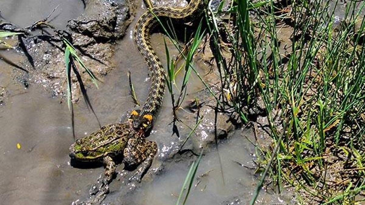 Su yılanı avını yerken görüntülendi