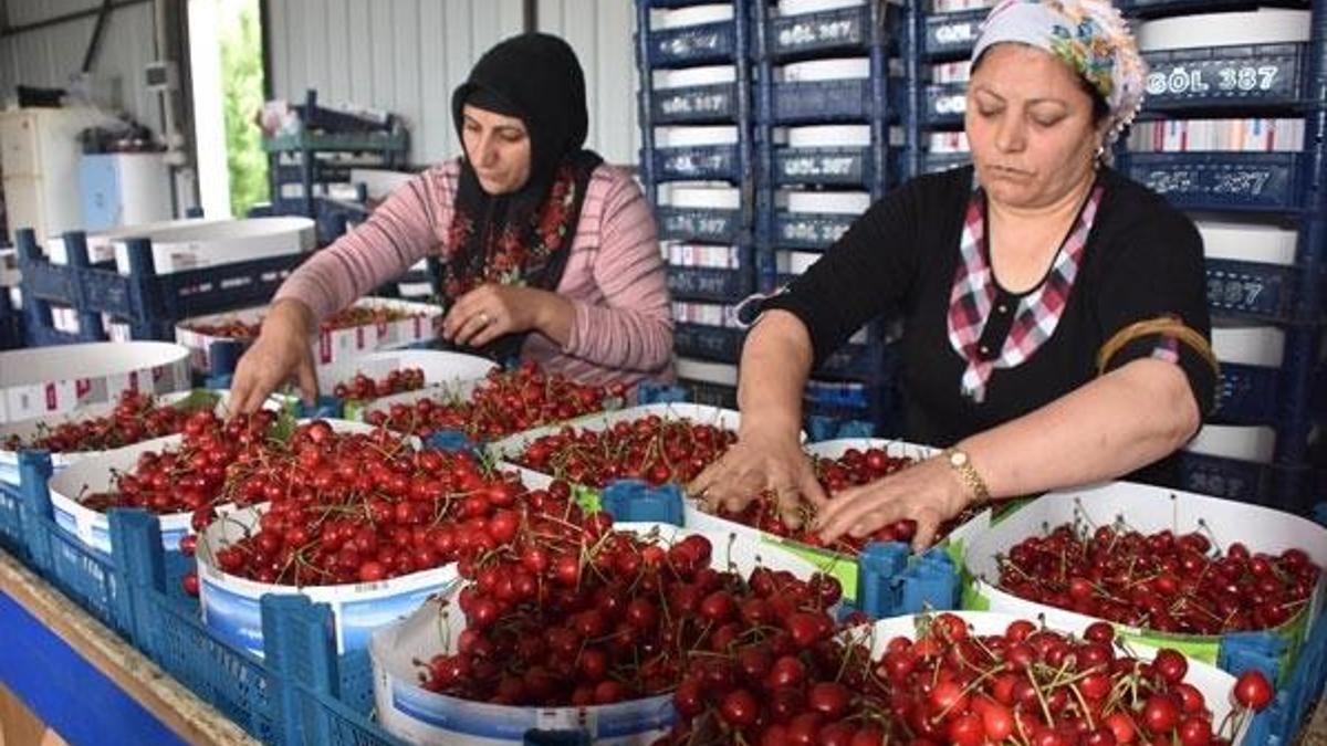 Kiraz hasadında yüzde 20 artış var