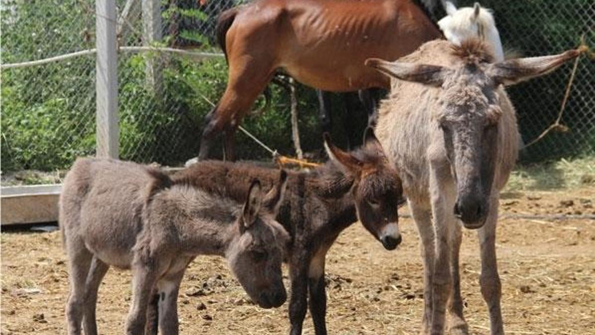 Testereli at ve eşek kasaplarına baskın