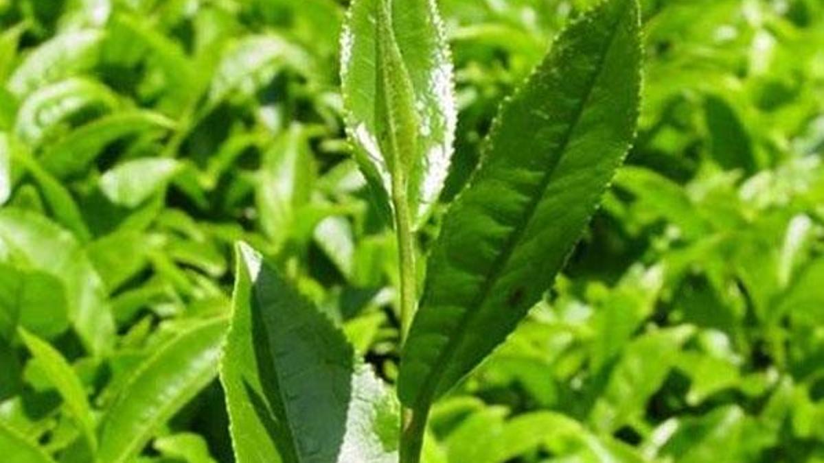 Yaş çay fiyatı açıklandı