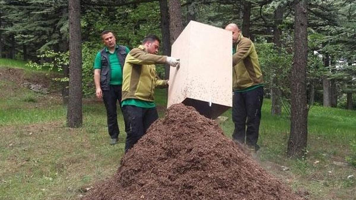 Kırmızı orman karıncaları, Çankaya Köşkü’nde nöbette