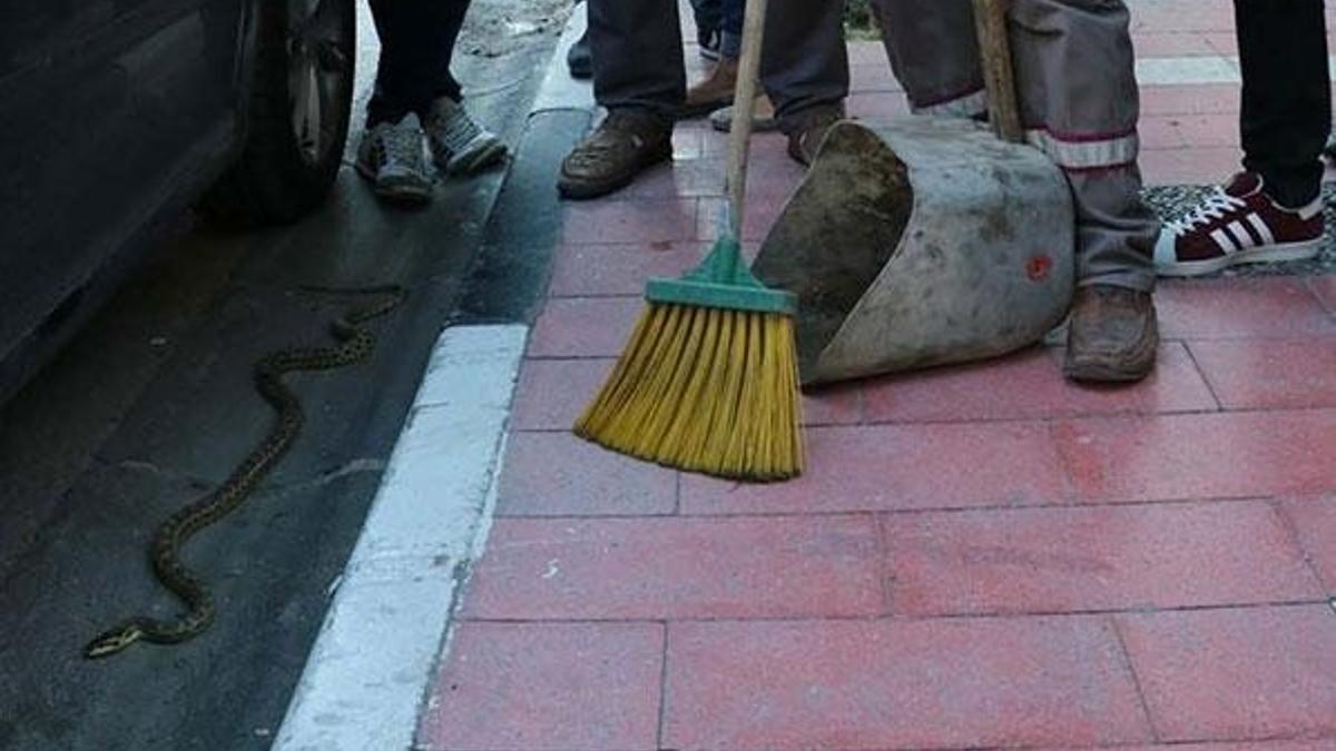 Şehrin ortasında yılan paniği