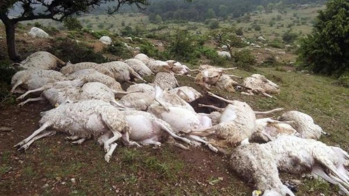 Yıldırım düştü, 73 koyun telef oldu