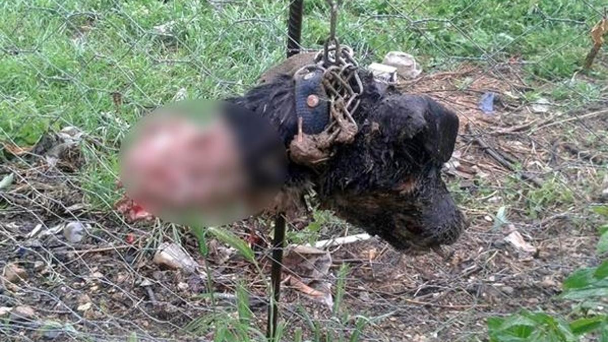 Bilecik'te dehşete düşüren köpek ölümleri! Köylü nöbette...