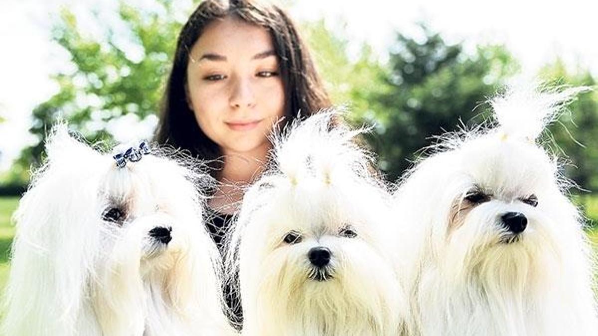 250 köpek ırkının en iyisi Eskişehir’de seçilecek