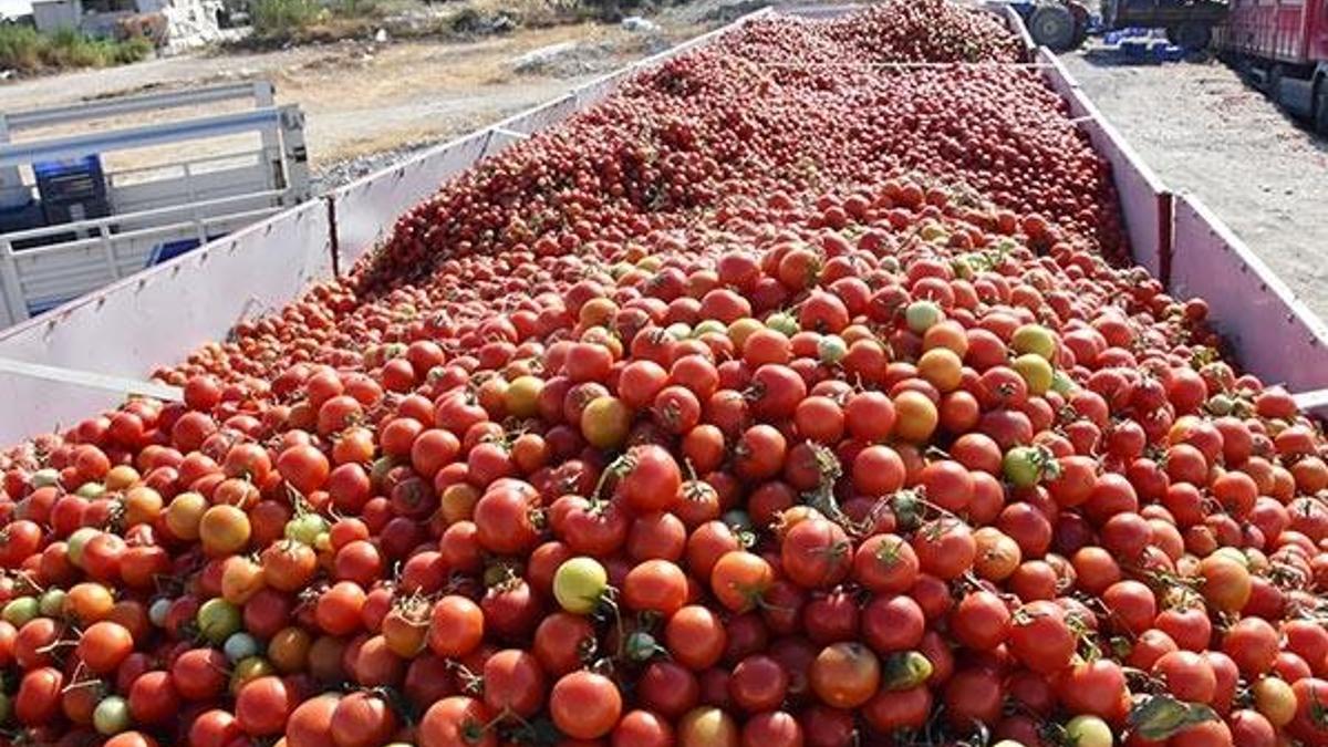 Domates fiyatı dip yaptı