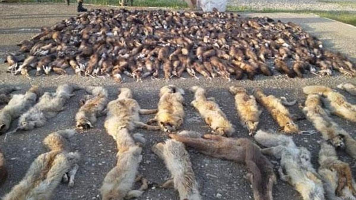 Kargo aracında yüzlerce hayvan postu ele geçirildi