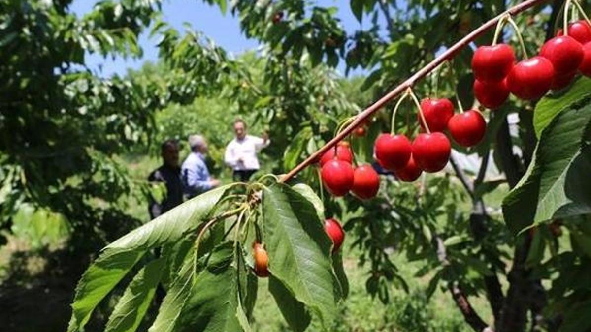 Manisa'dan çıkıyor! AB ülkeleri sıraya giriyor