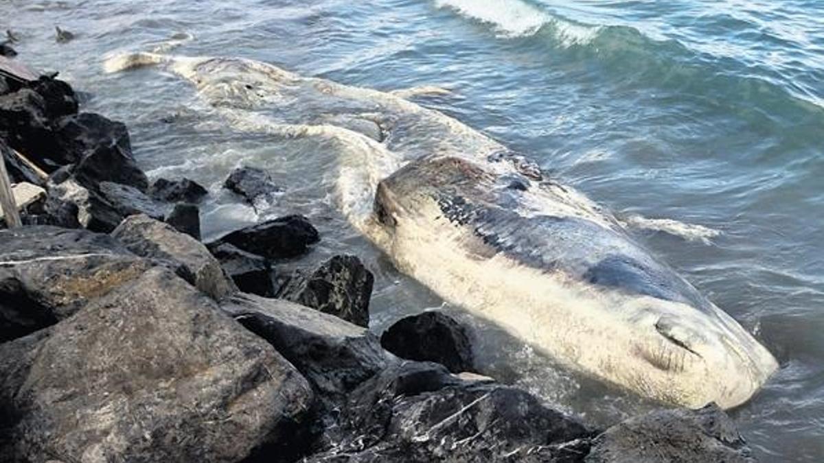 Hatay’da ölü beyaz balina kıyıya vurdu