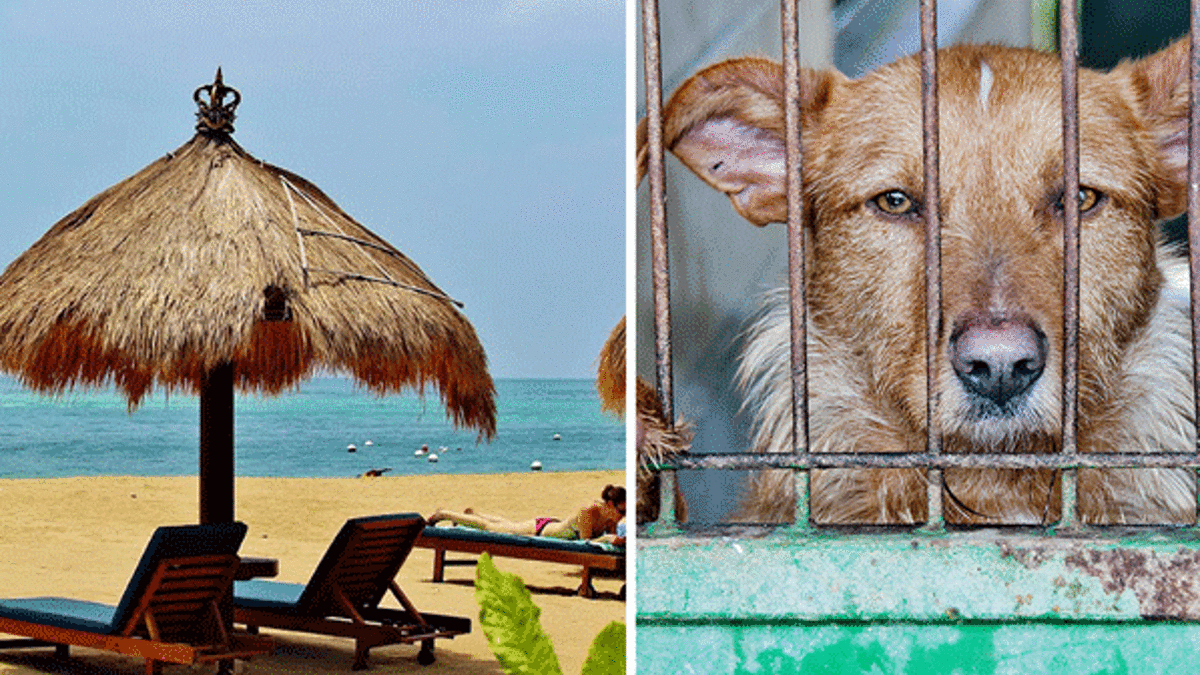 Turistlere tavuk eti diye köpek eti yedirdiler!