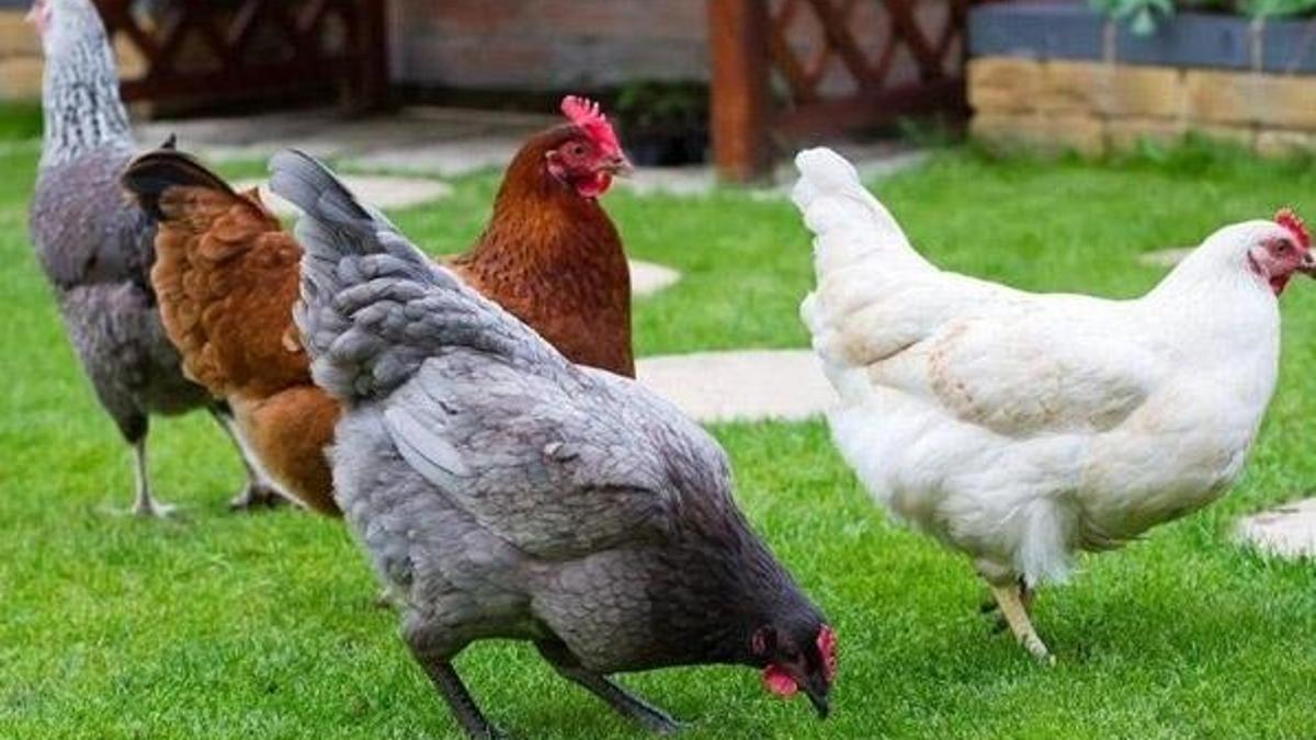 3 ülkede vardı! Türkiye'de ilk kez geliştirildi