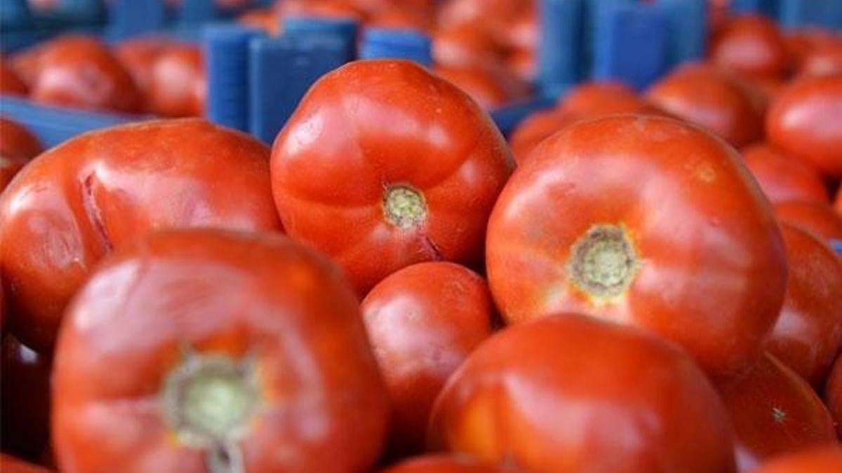 Domatesin kilosu 30 kuruşa düştü