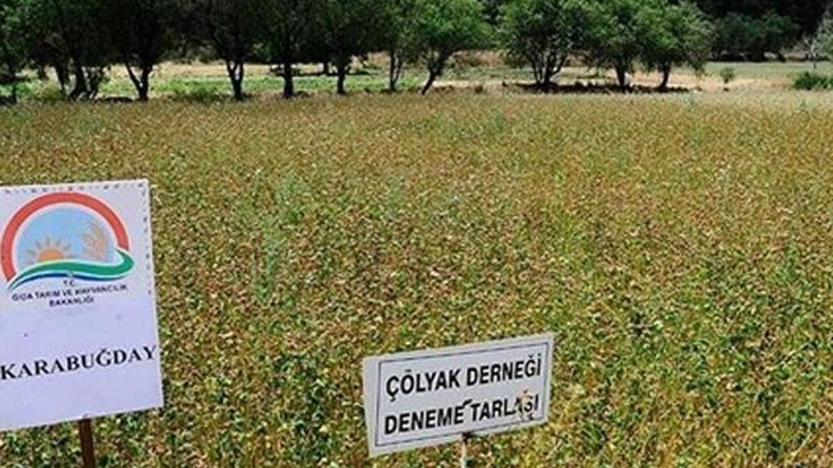Çölyak hastaları için 'ekmek' tarlası
