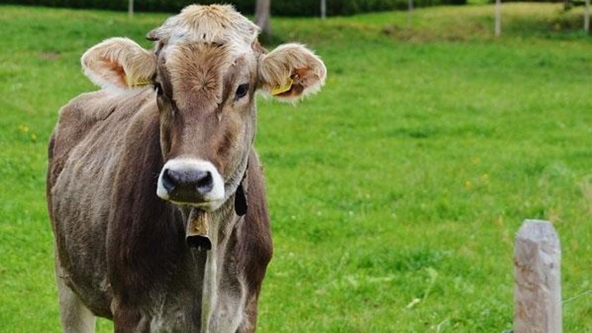 Katar'dan Körfez'deki krize karşı inek hamlesi