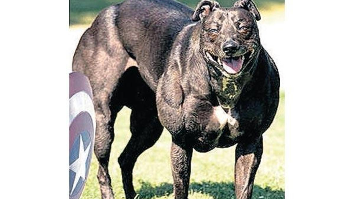 Kaslı ‘süper köpek’ geliyor