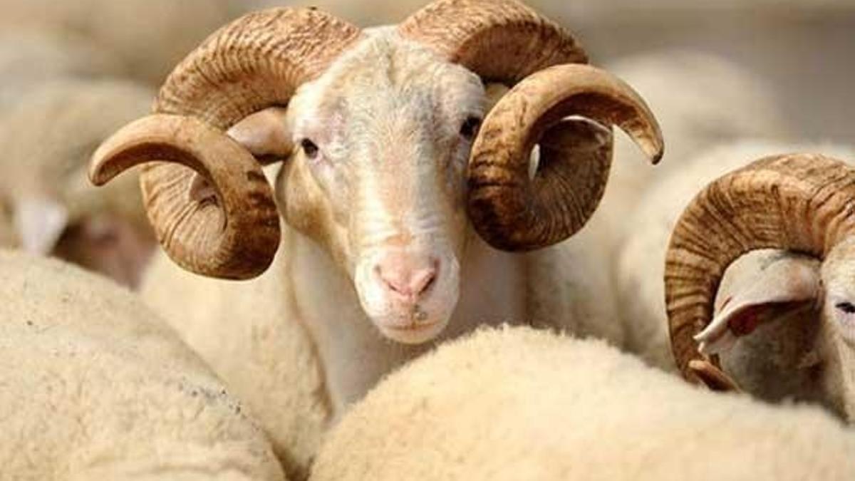 Kurban Bayramı ayın kaçında? Kurbanlık fiyatları belli oldu mu?