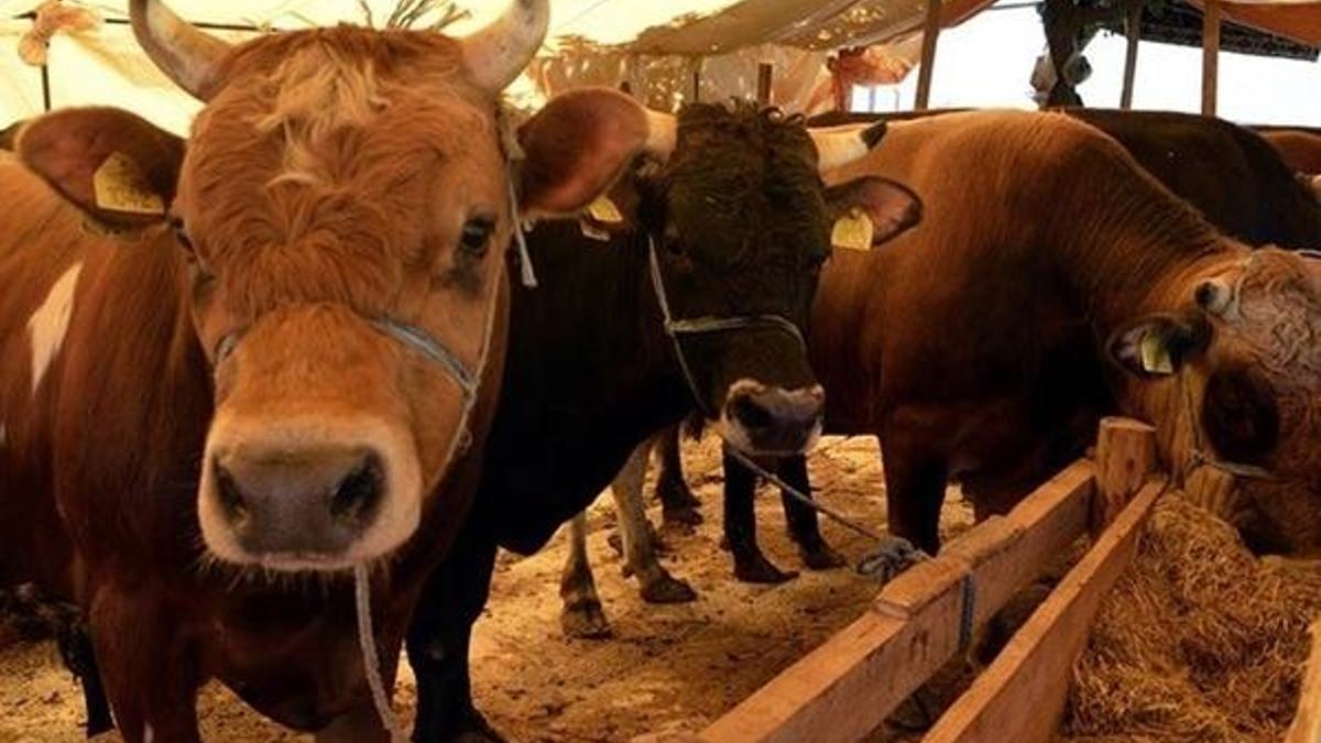 Kurbanlık fiyatlarında artış beklenmiyor