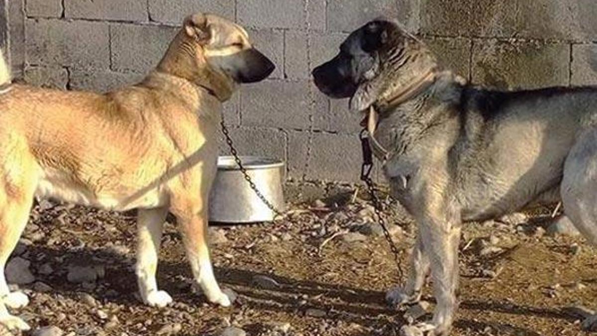 Köpek dövüştüren 2 kişiye 5 bin 504 lira ceza