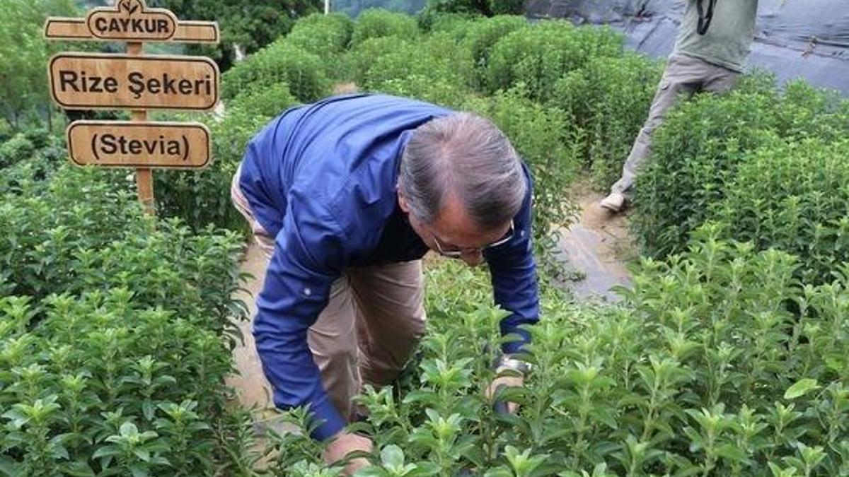 Rize Şekeri Stevia'nın ilk hasadı yapıldı