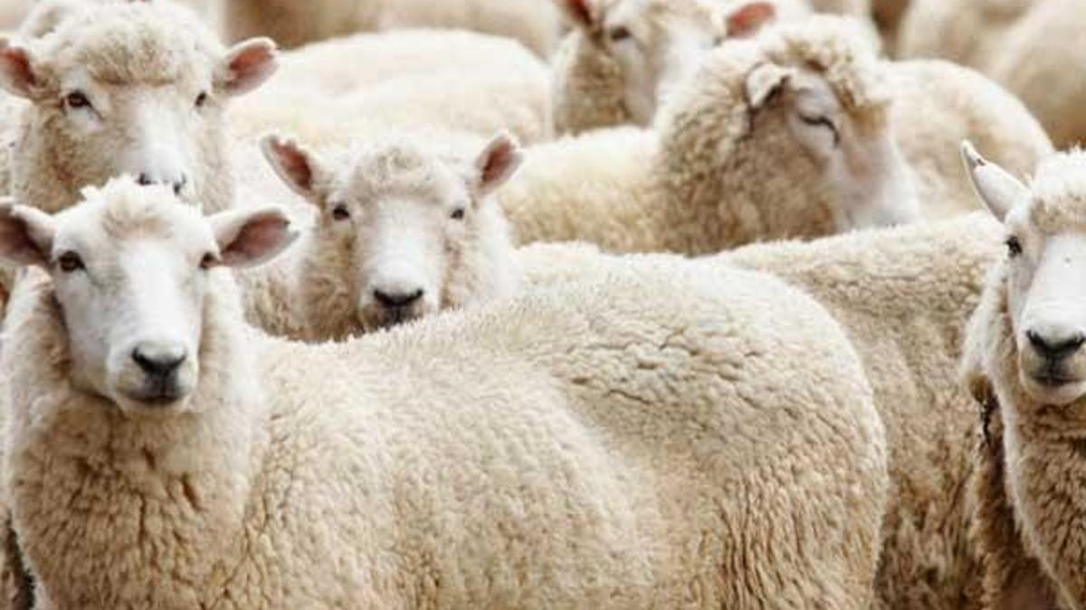 Kurban Bayramı tatili kaç gün sürecek? Kurban Bayramı ne zaman?