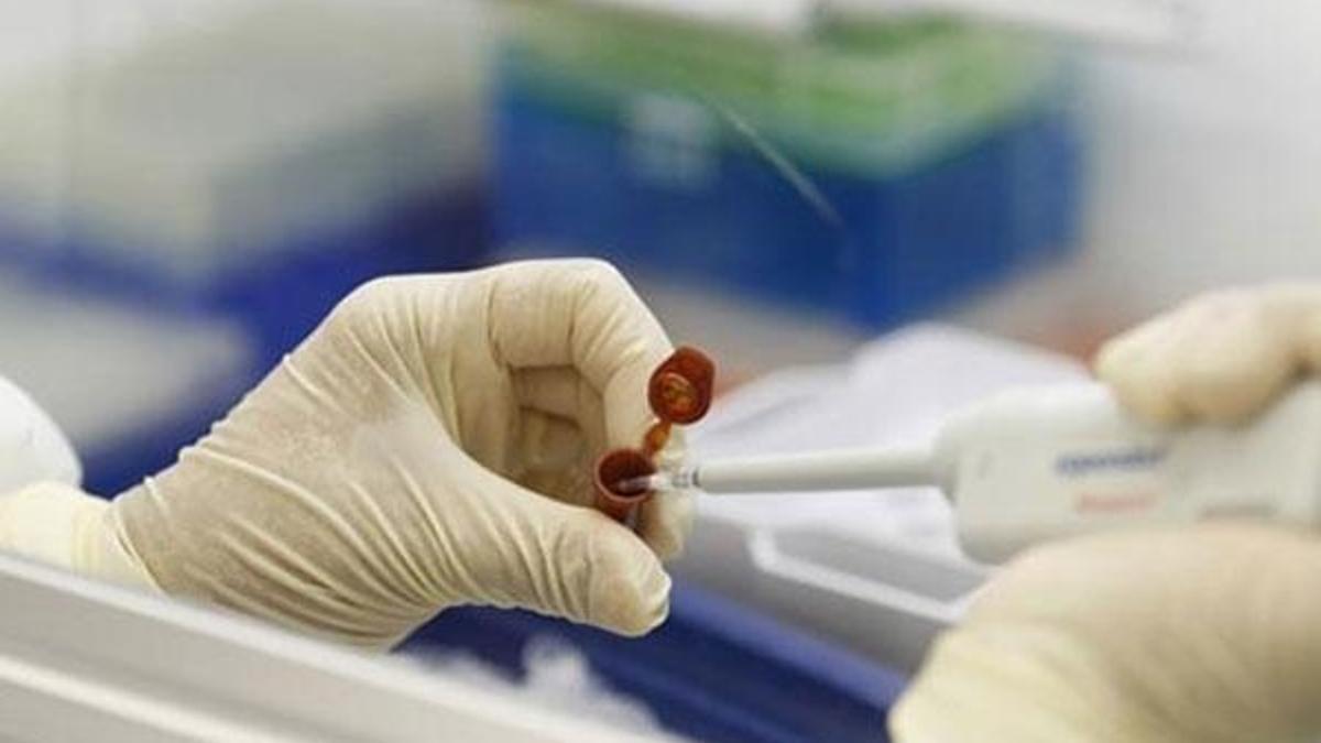 Myanmar'da domuz gribi 3 can aldı