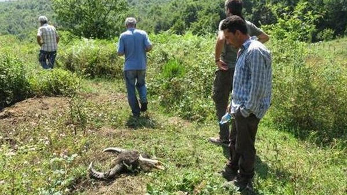 Ağva’da hayvan katliamı! Kafalarını kesip...