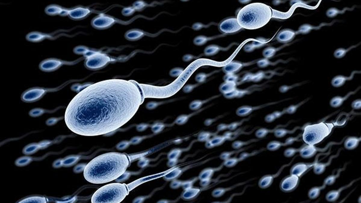 Sperm sayısı son 40 yılda yarıya indi