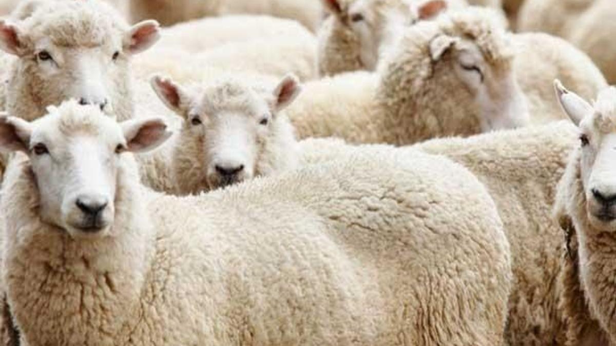 Kurban Bayramı tatili kaç gün olacak?
