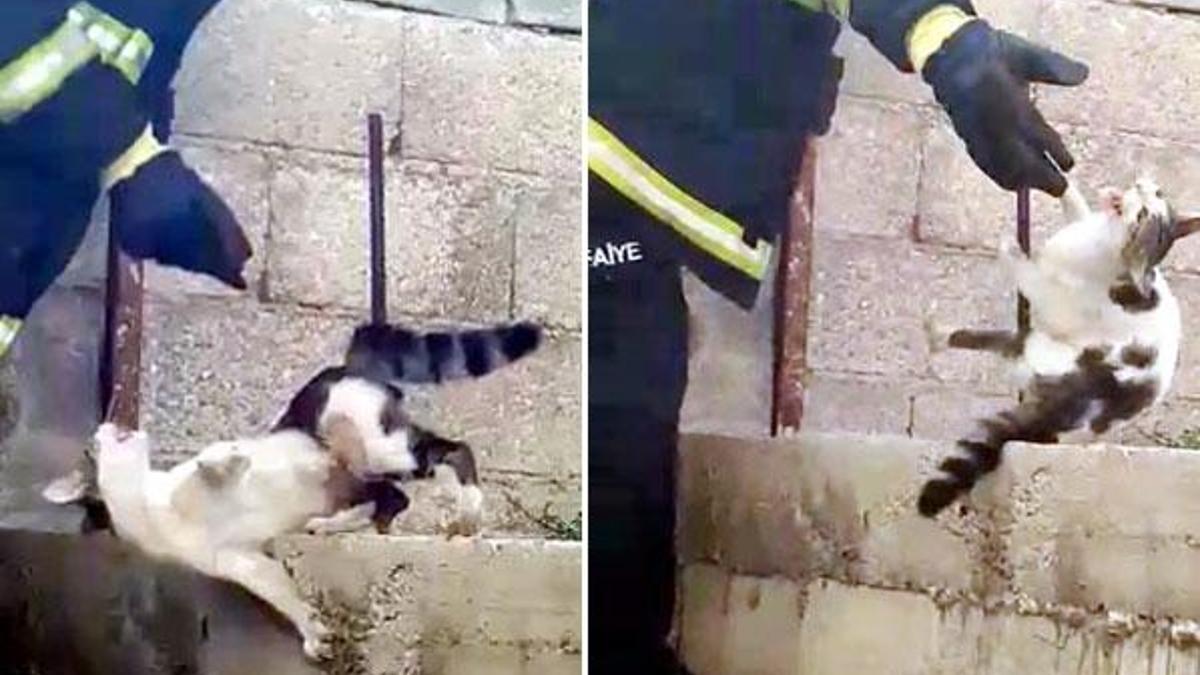 Çatıdan atlayan kedi, demire saplandı