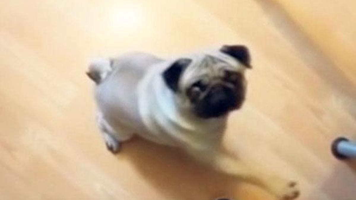 Köpeğine Nazi selamı  öğreten adama bir yıl hapis