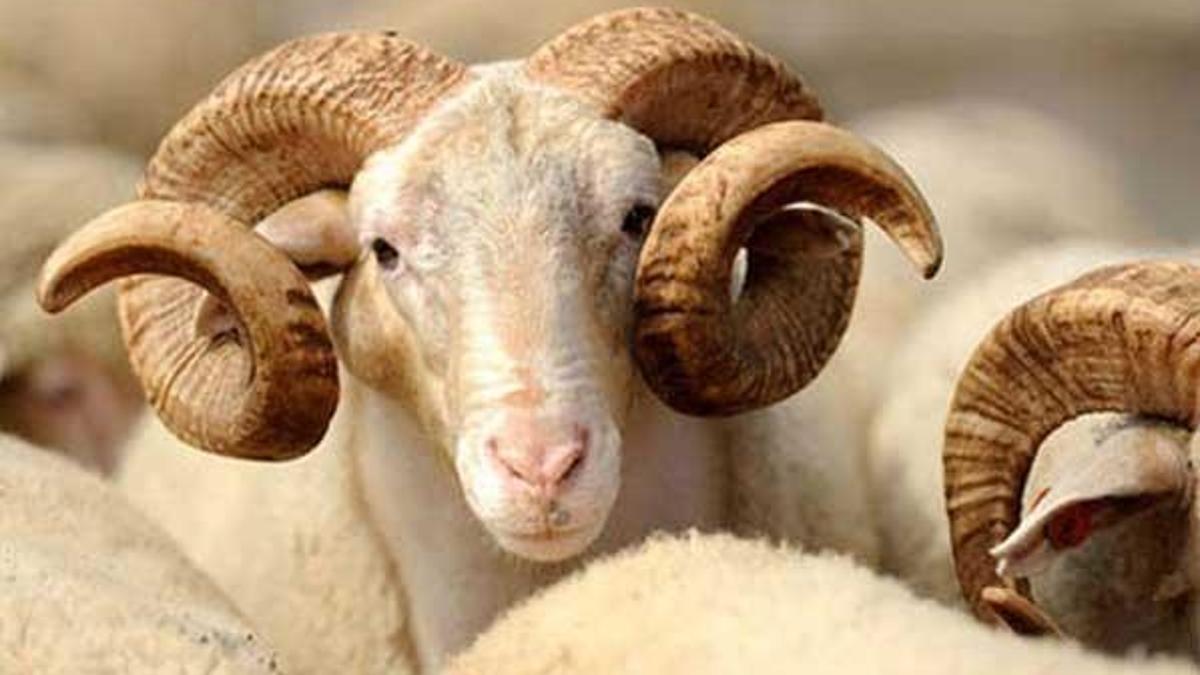Kurban Bayramı tatili kaç gün sürecek? 2017 Kurbanlık fiyatları kaç lira oldu