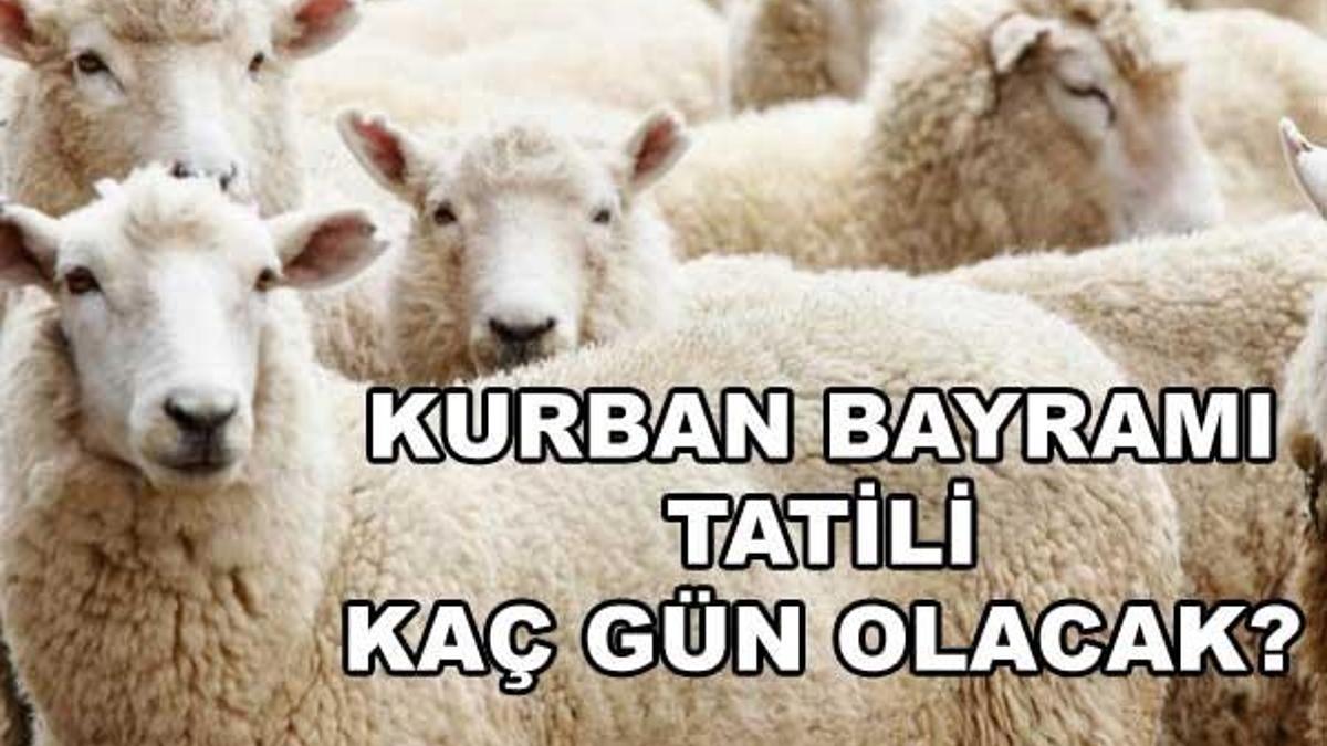 Kurban Bayramı tatili kaç gün sürecek? 2017 Kurbanlık fiyatları