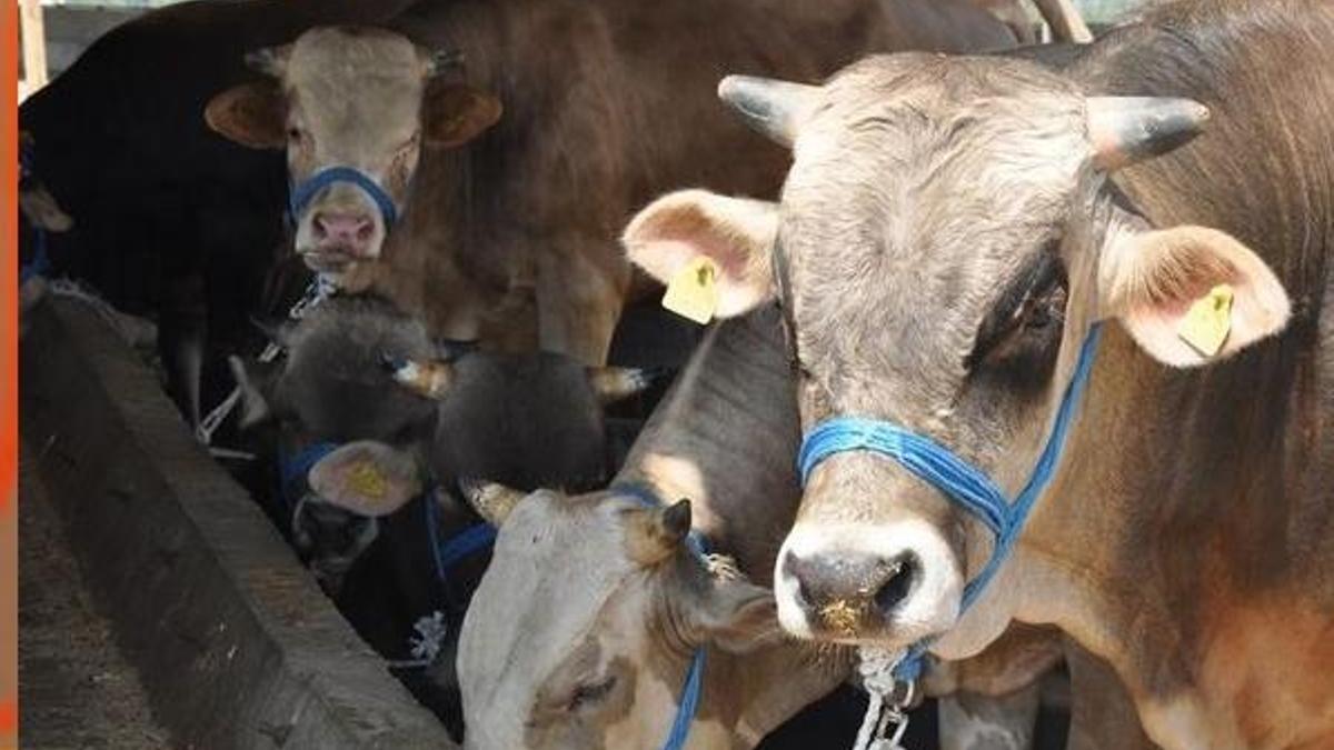 Kurbanlık fiyatları belli oldu