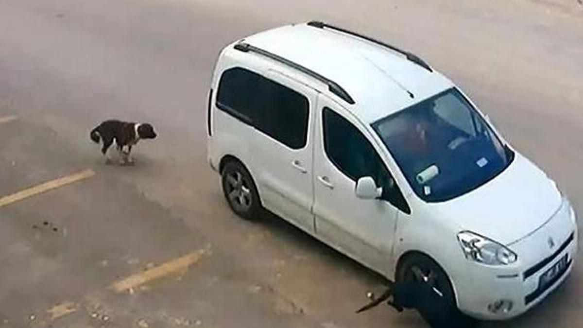 Antalya'da köpekleri bilerek ezen o sürücü serbest bırakıldı