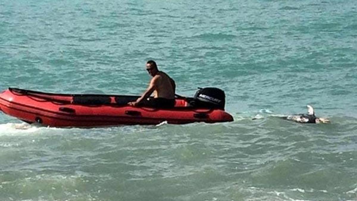 Kastamonu'da ölü yunus kıyıya vurdu