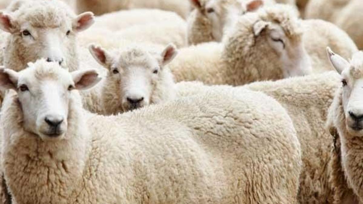 Kurban Bayramı ne zaman? Kurbanlık fiyatları ne kadar?