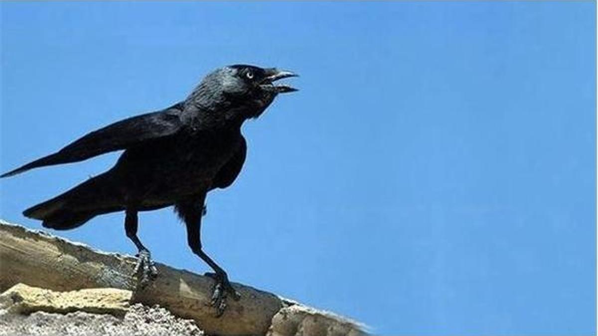 Karganın saldırdığı 7 aylık bebek öldü