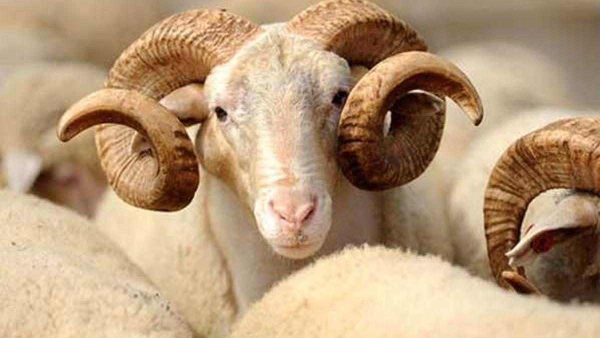 Kurban Bayramı ne zaman başlıyor? Bayram tatili kaç gün?