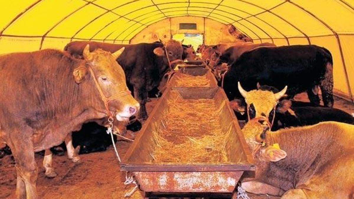 Kurban Bayramı için 5 milyon kurbanlık hazır