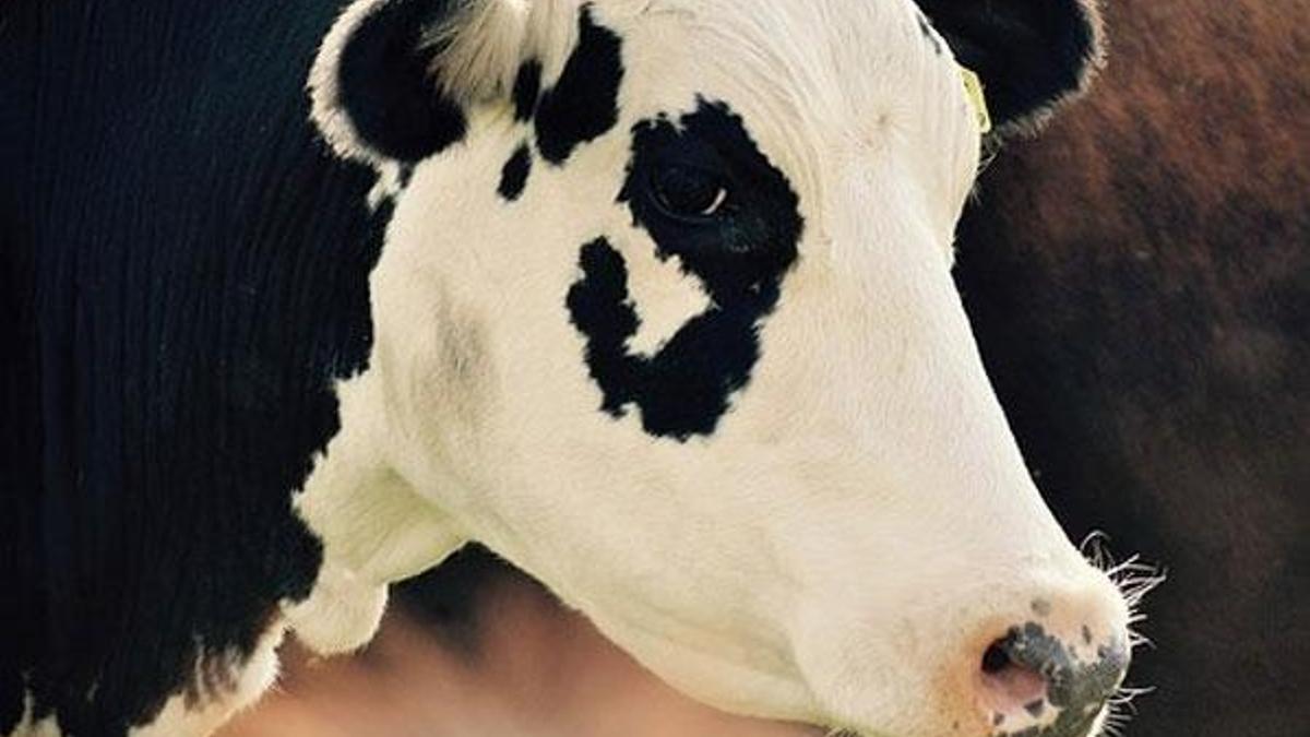 Kurban Bayramı tatili kaç gün olacak?