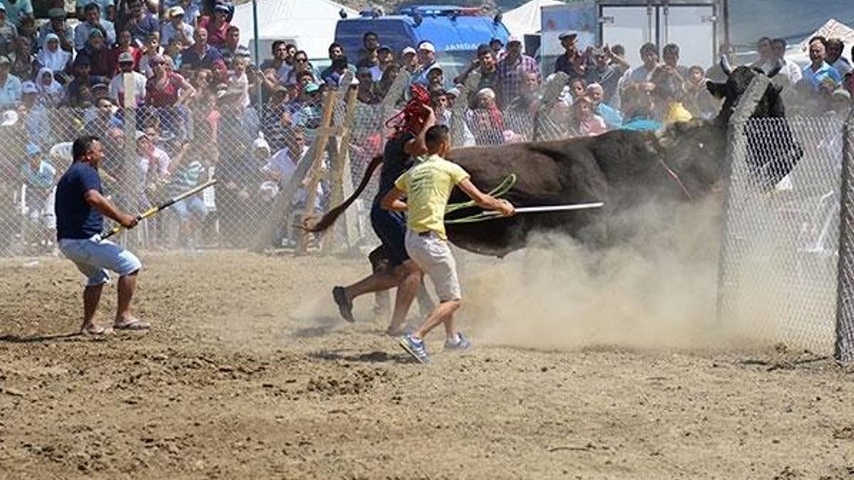 Güreşen boğalar tel örgüleri aştı, izleyiciler kaçıştı