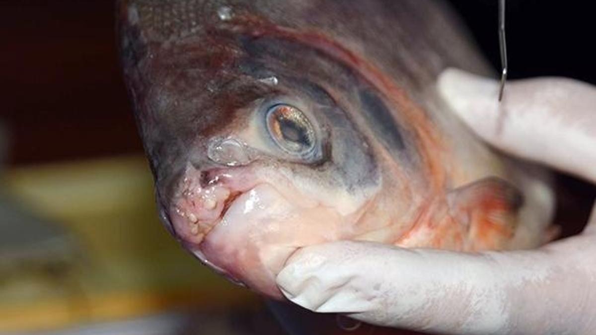 'Pirana' değil 'Pacu' çıktı