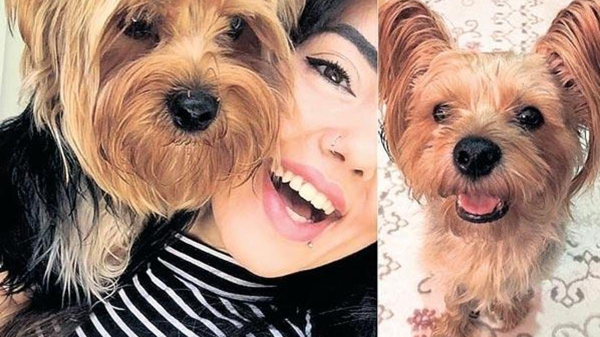 Otobüse alınmayan köpek bagajda öldü